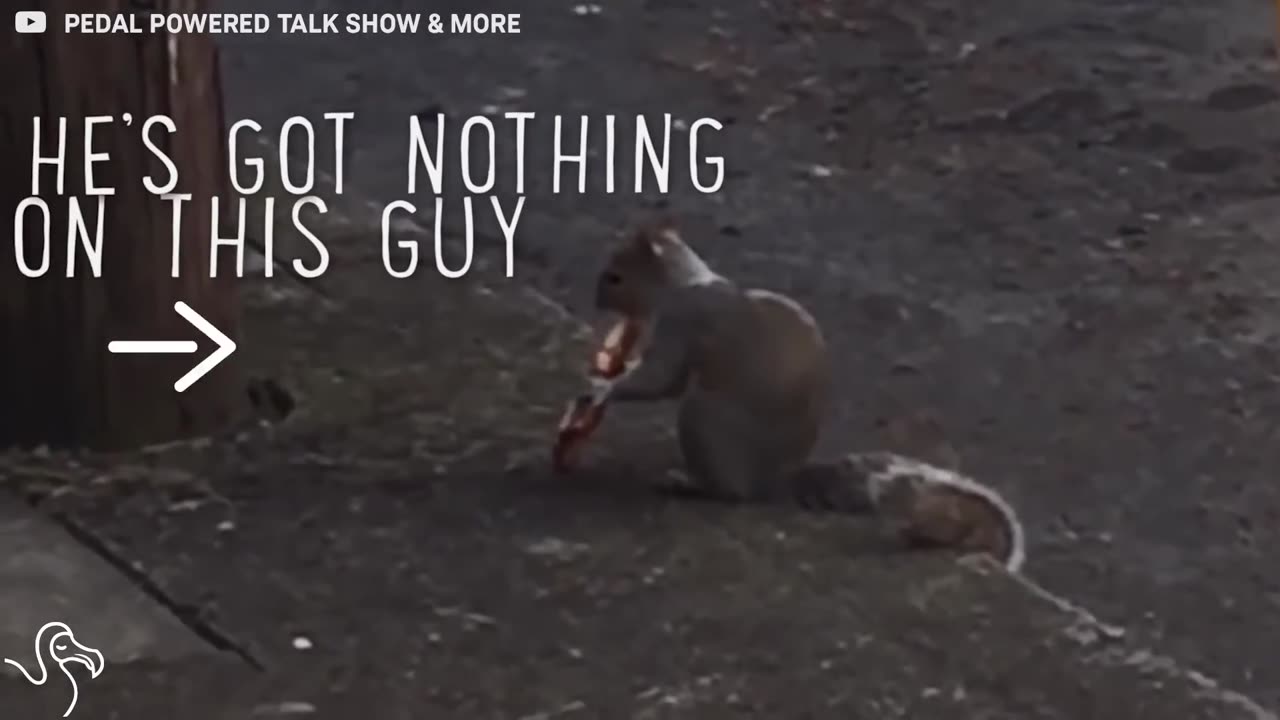 Pizza Rat Has Nothing On Pizza Squirrel