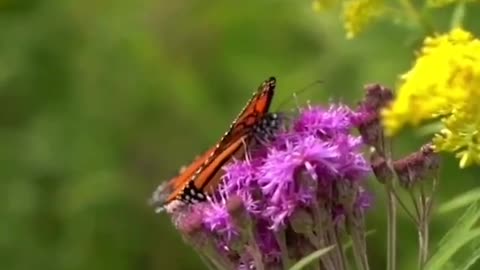 Real beauty of a butterfly 😱😱😱😱