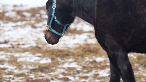 A horse walking on a snowy ground and chewing
