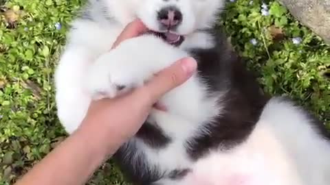 Little Husky