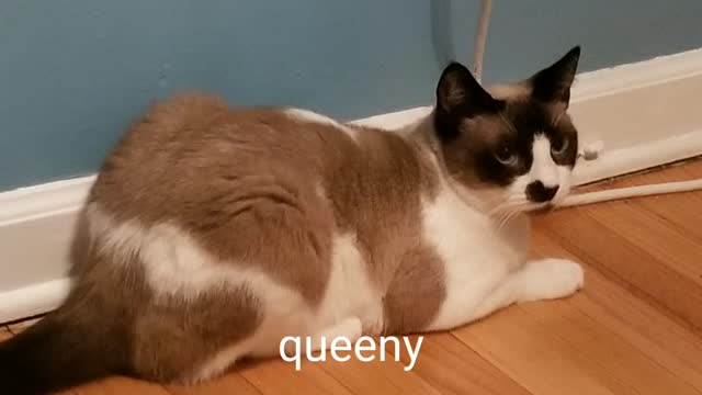 queeny of the house