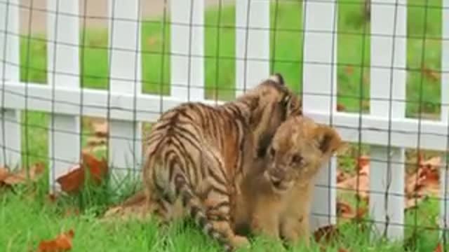 Look at the cute little tiger