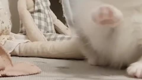 Baby cute cat training #shorts