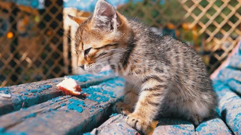 Homeless Cute Kitten Eating In Slow Motion