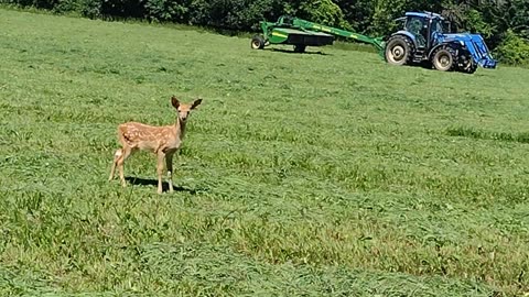 Nothing stares like a deer