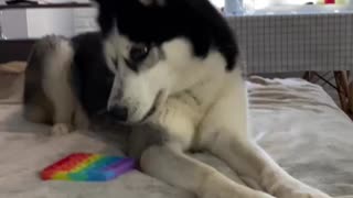 husky not rated pop it