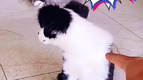 Did You see my Power?🐶🐶