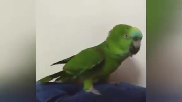 Parrot Singing Song . So Cute