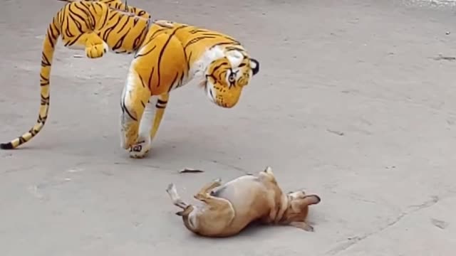 dog got scared seeing tiger toy on sleeping time