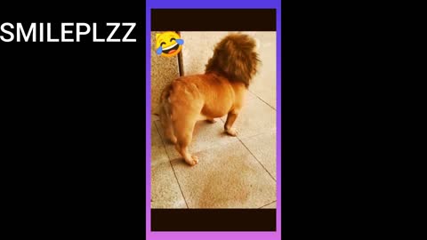 funny dog video