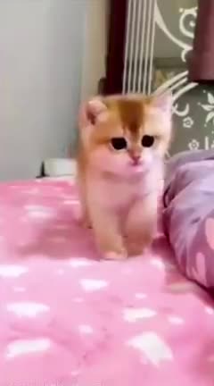 Cat cat funny