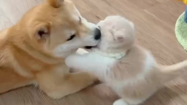 Cat and Dog Fight.