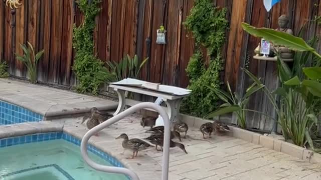 Poor Junior glad to hear they're accepting him now! 🥰🦆🦆