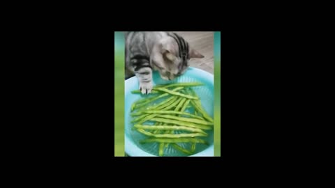 Cat stealing vegetables hilarious video try not to laugh