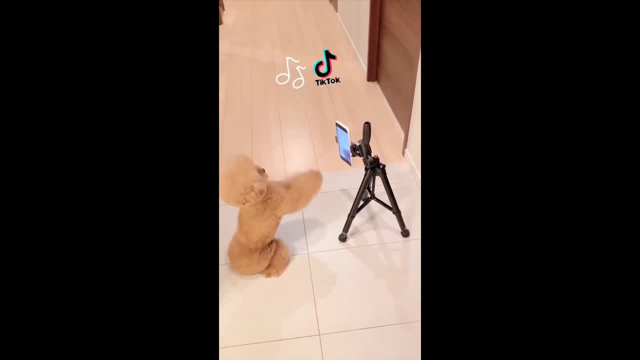 Human-Like Behavior of Strange Dog