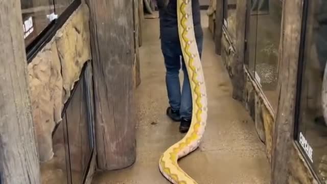 And to think this giant python has so much more to grow!