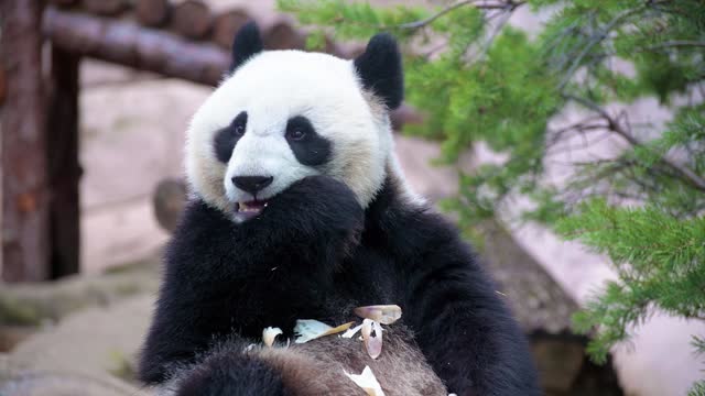 Panda is enjoying sugarcane