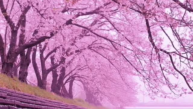 pink flowers