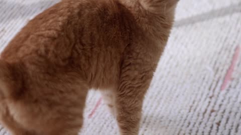 Cat Runs Around in Small Circles to Catch Her Own Tail I Funny Cat Video I Funny Pets