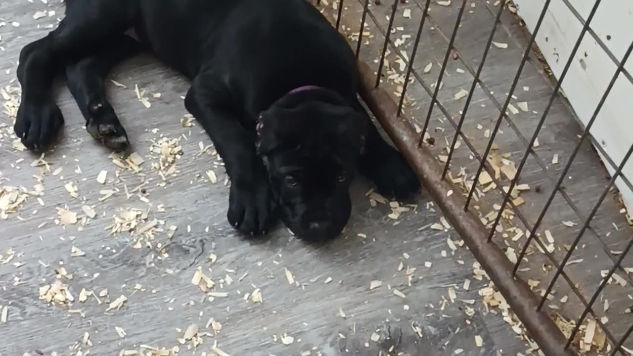 Hemi/Warlock pups 7.5 weeks old.