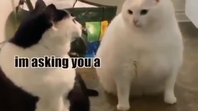 Cats 🤣🤣 how it the food verry funny