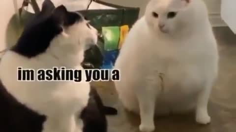 Cats 🤣🤣 how it the food verry funny