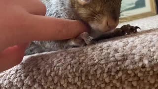 Walmer the Rescue Squirrel Waits for Scratches