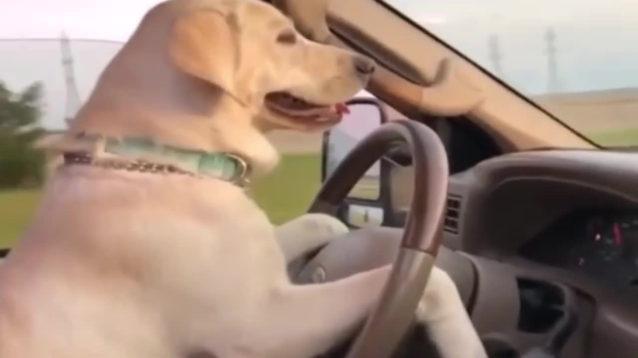 Cute dog drives a car funny viedo