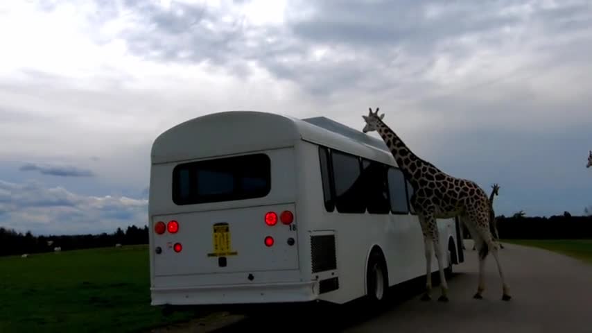 Herd of curious giraffes surround safari tour bus 2