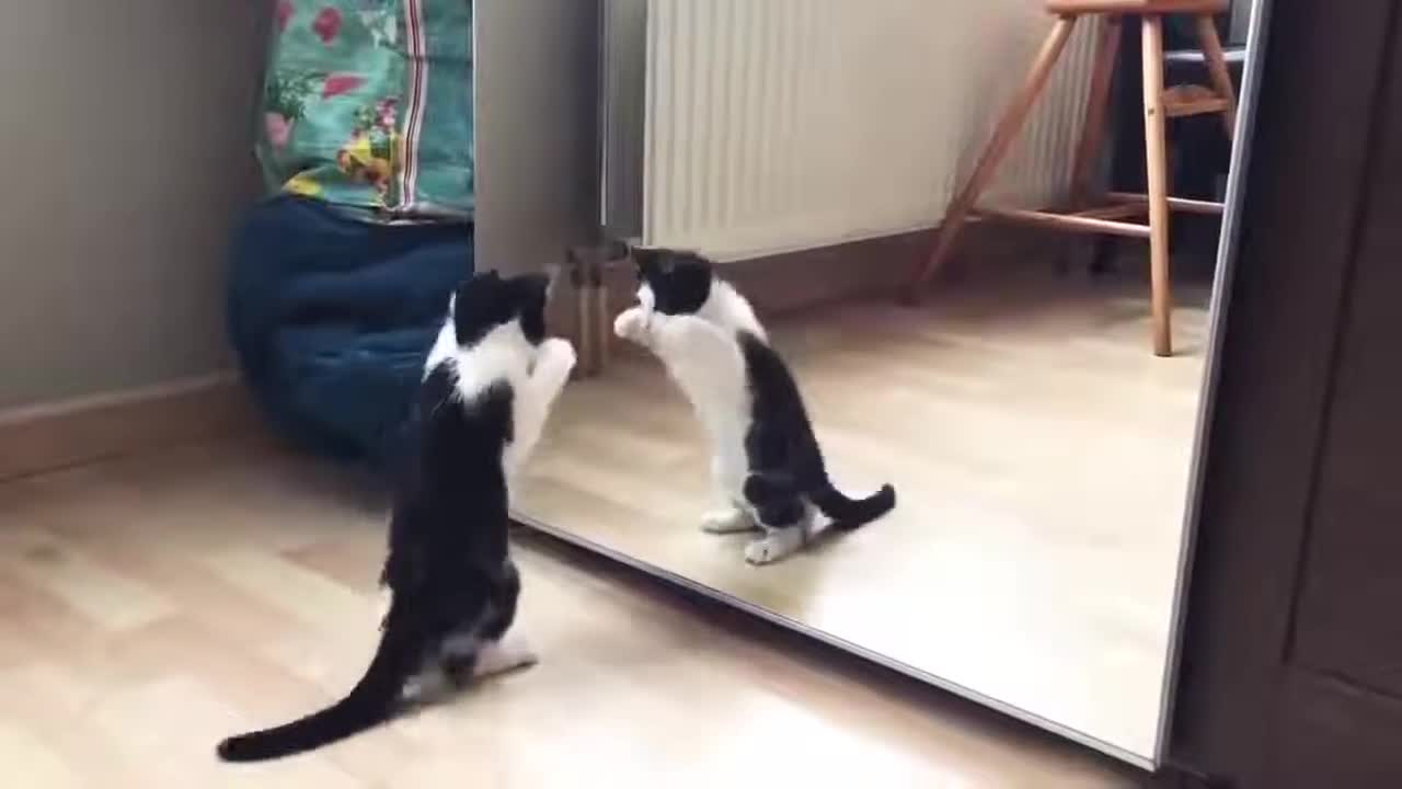 Animated Video, cat chasing its own reflectio!