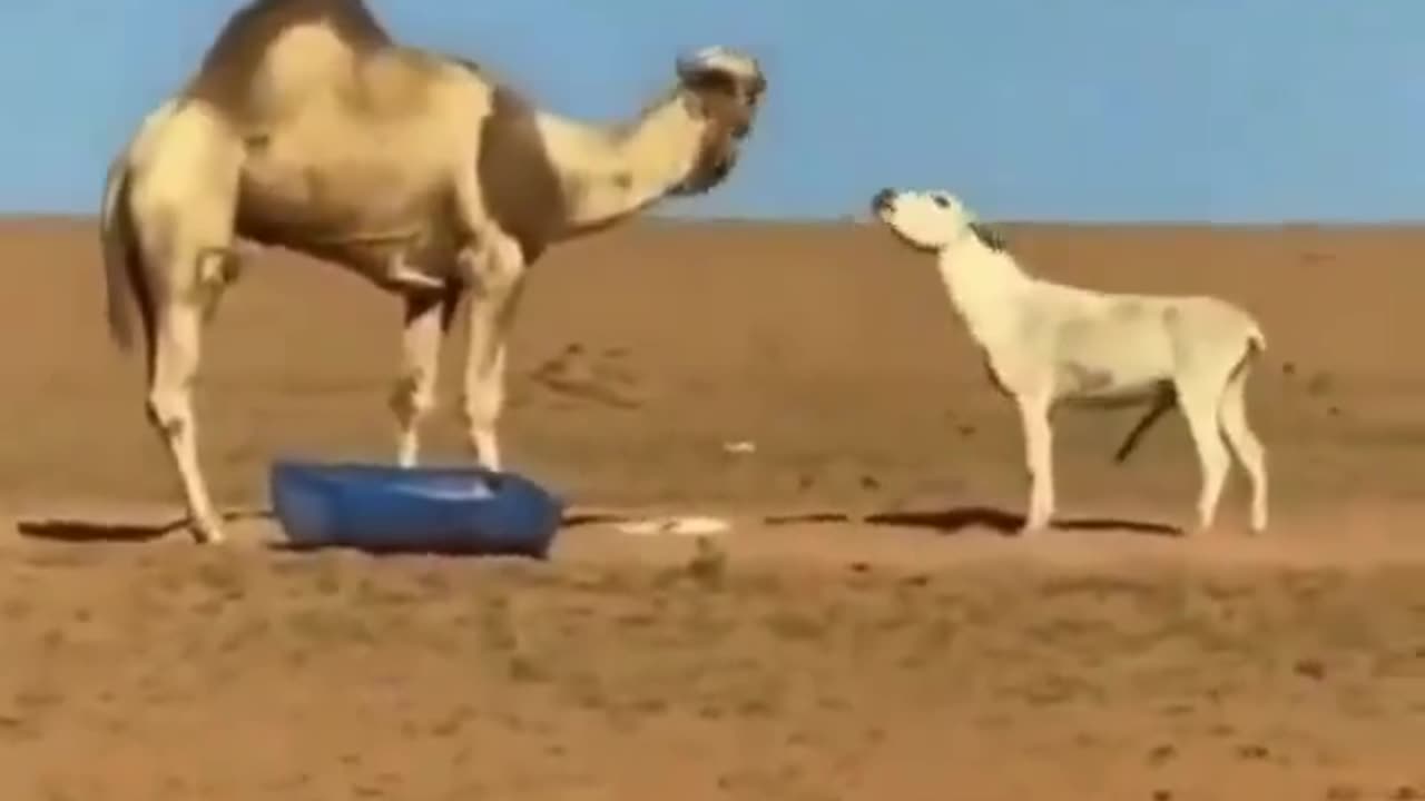 Strange Animal Interaction (Camel and Donkey)😮🤷‍♀️🤣