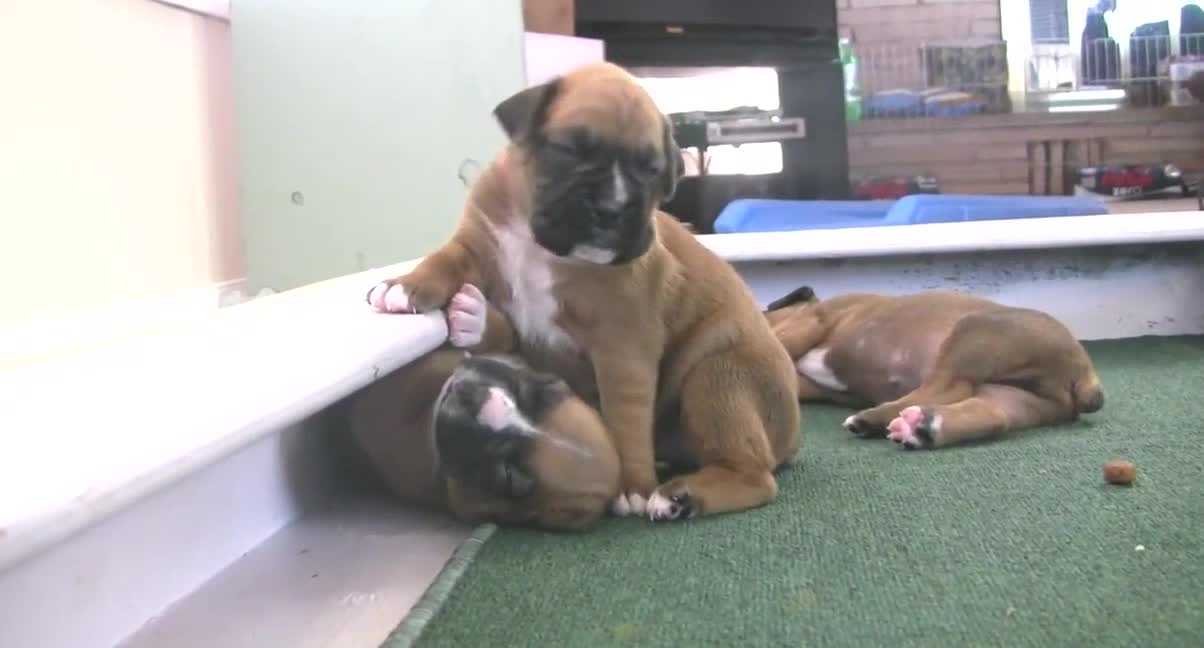 Boxer Puppies Start To Walk (in HD)