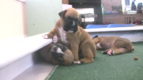 Boxer Puppies Start To Walk (in HD)