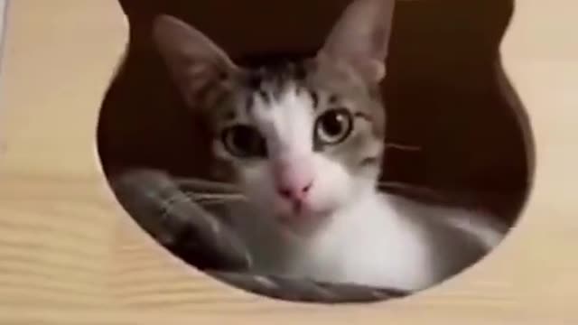 Best funny Cats and Dogs video