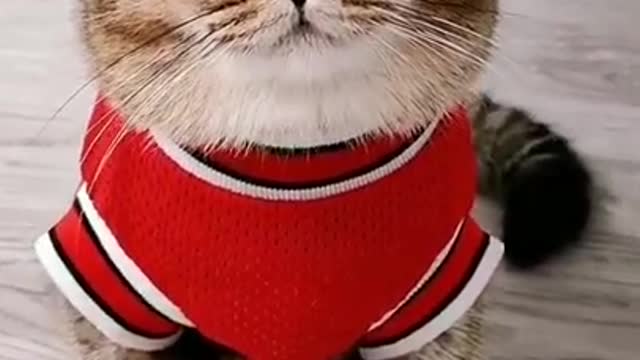 Lovely Cat, black cat, cats, funny cats, funny cat videos!