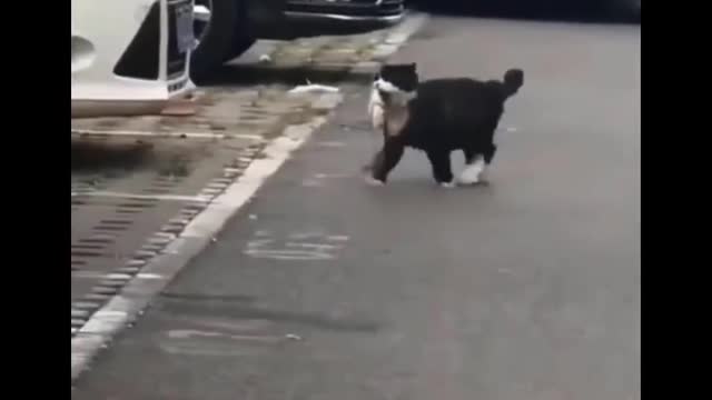 fat cat proud of himself for having a fish