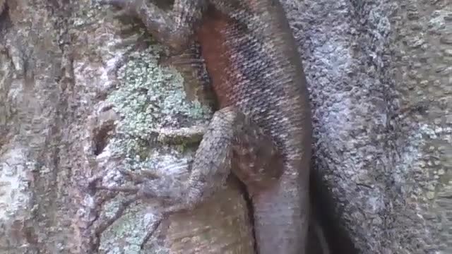 Filmando uma grande lagartixa na árvore, pela cauda até a cabeça! [Nature & Animals]