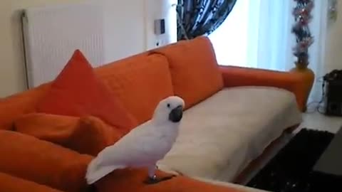 Cockatoo attack!!!