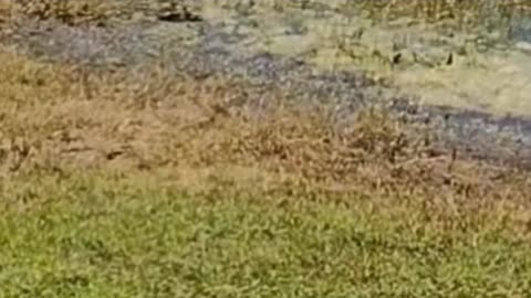 The nature zone: birds walking around a pond