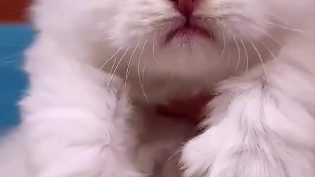 Cute Kittens IV