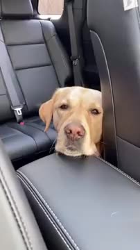 Do you talk to you pets like they are people