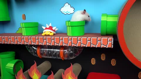 Hamster escapes the Super Mario maze in real life