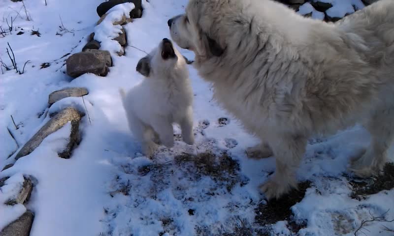 pesty pyr