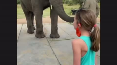 Elephant imitates the girl