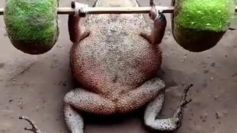 Frog funny video 🐸