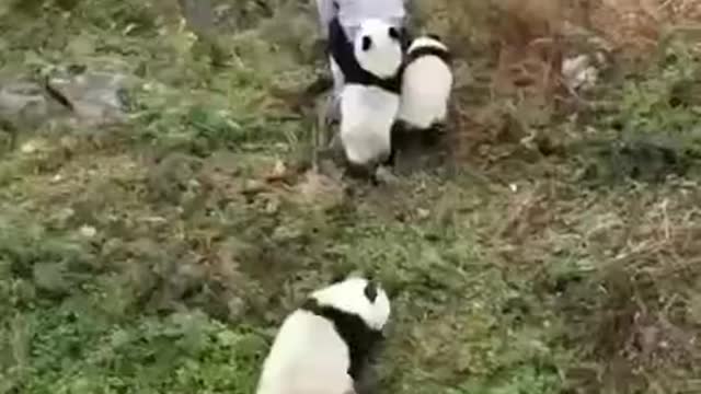 One day of a worker who takes care of pandas