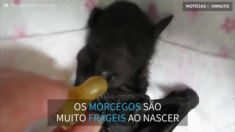 Filhote de morcego resgatado mostra como pode ser fofo