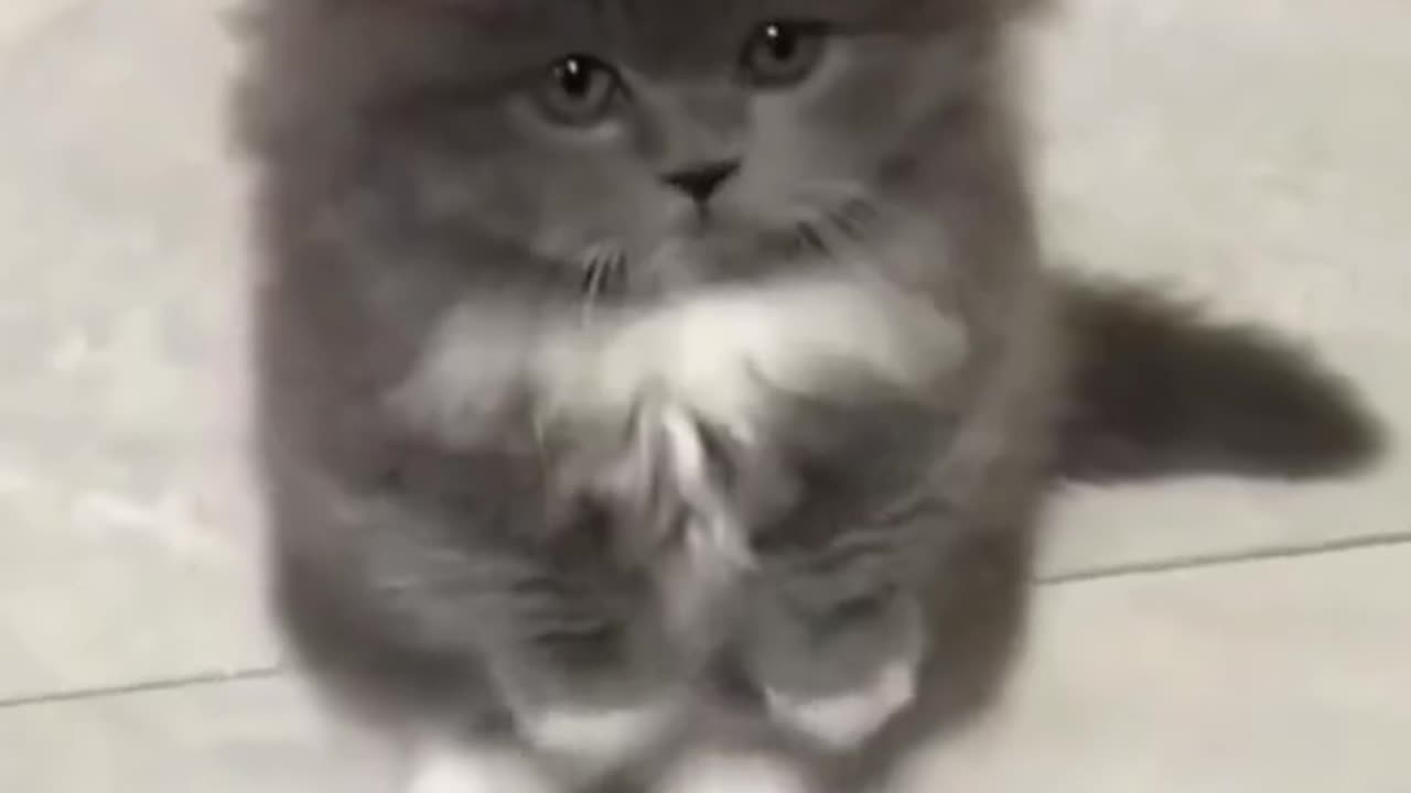 Cute kitten