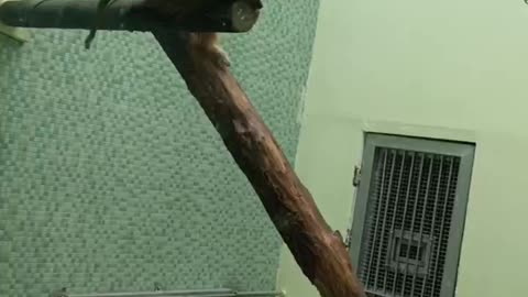 funny monkey