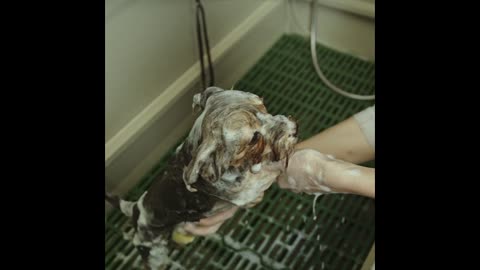 Washing a disgruntled dog